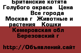 Британские котята Голубого окраса › Цена ­ 8 000 - Все города, Москва г. Животные и растения » Кошки   . Кемеровская обл.,Березовский г.